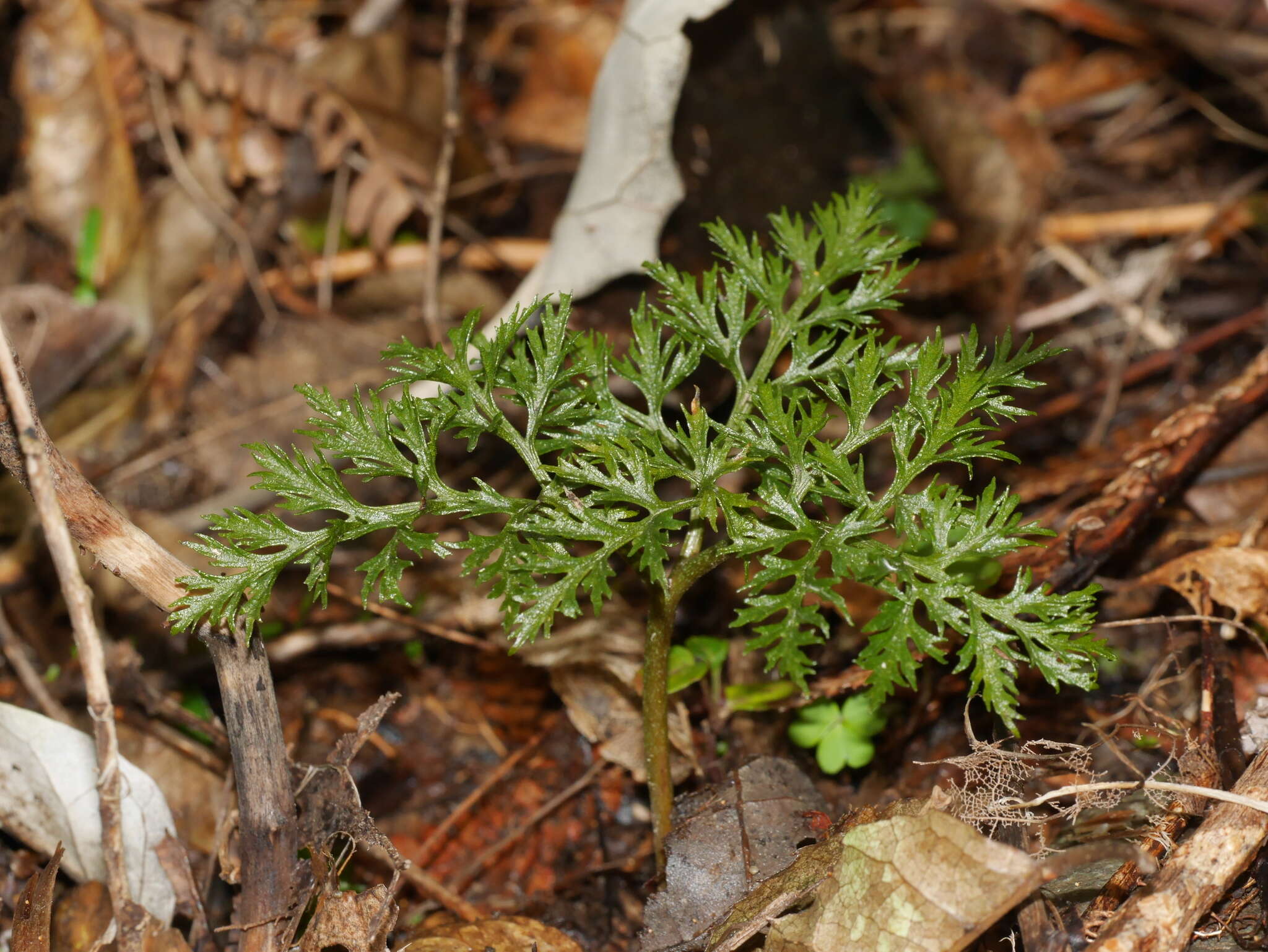 Слика од Sceptridium biforme Lyon