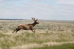 Image of North American elk