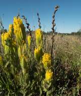 Image of golden Indian paintbrush