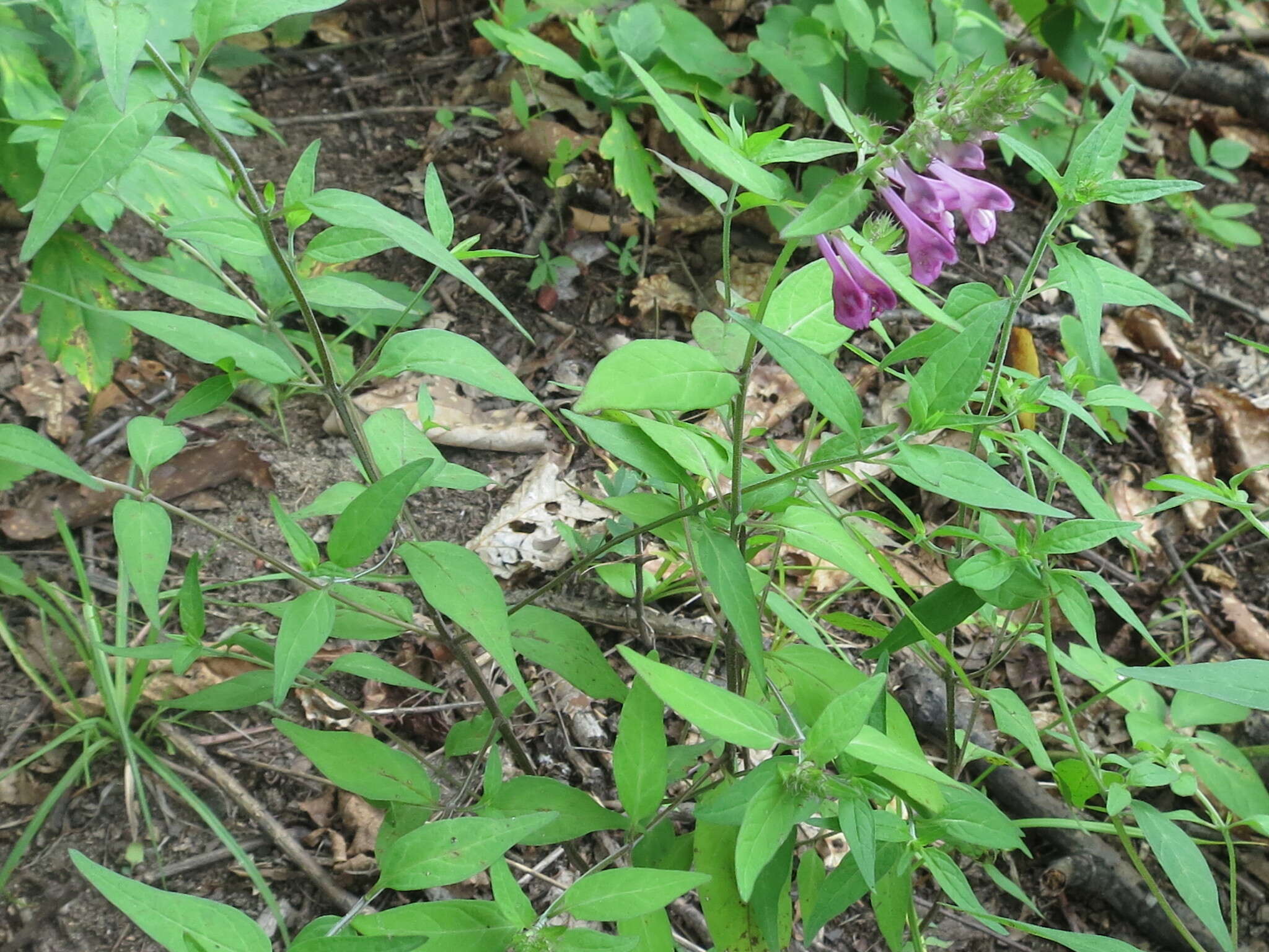 Image of Melampyrum roseum Maxim.