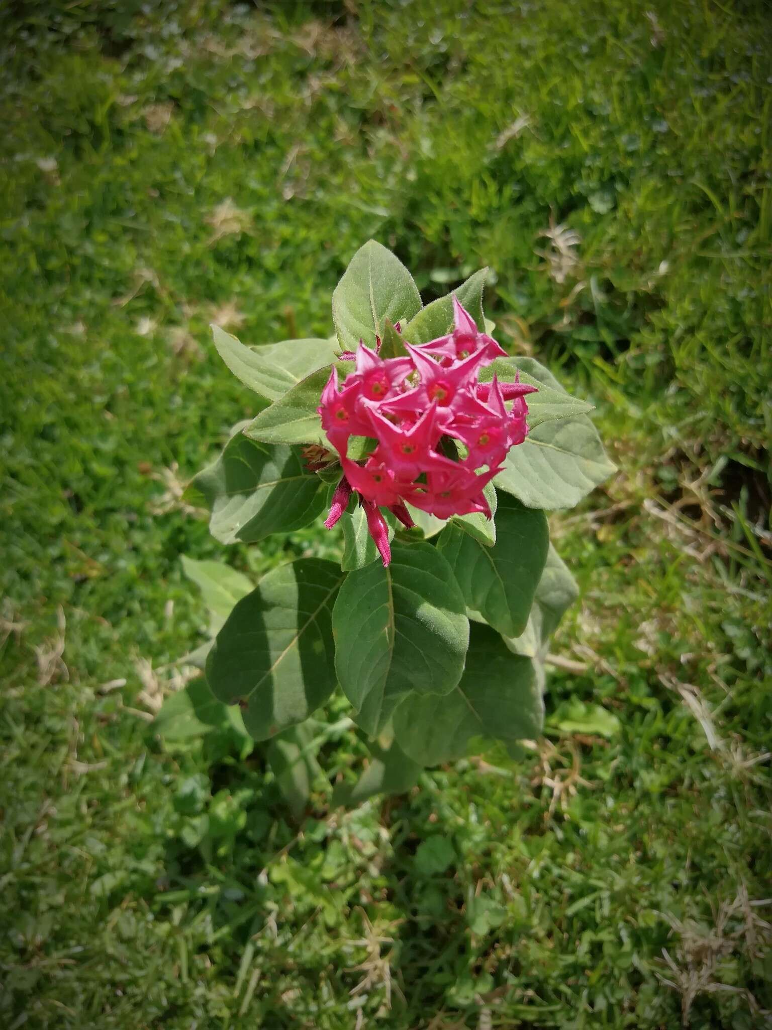 Image of Cestrum roseum Kunth