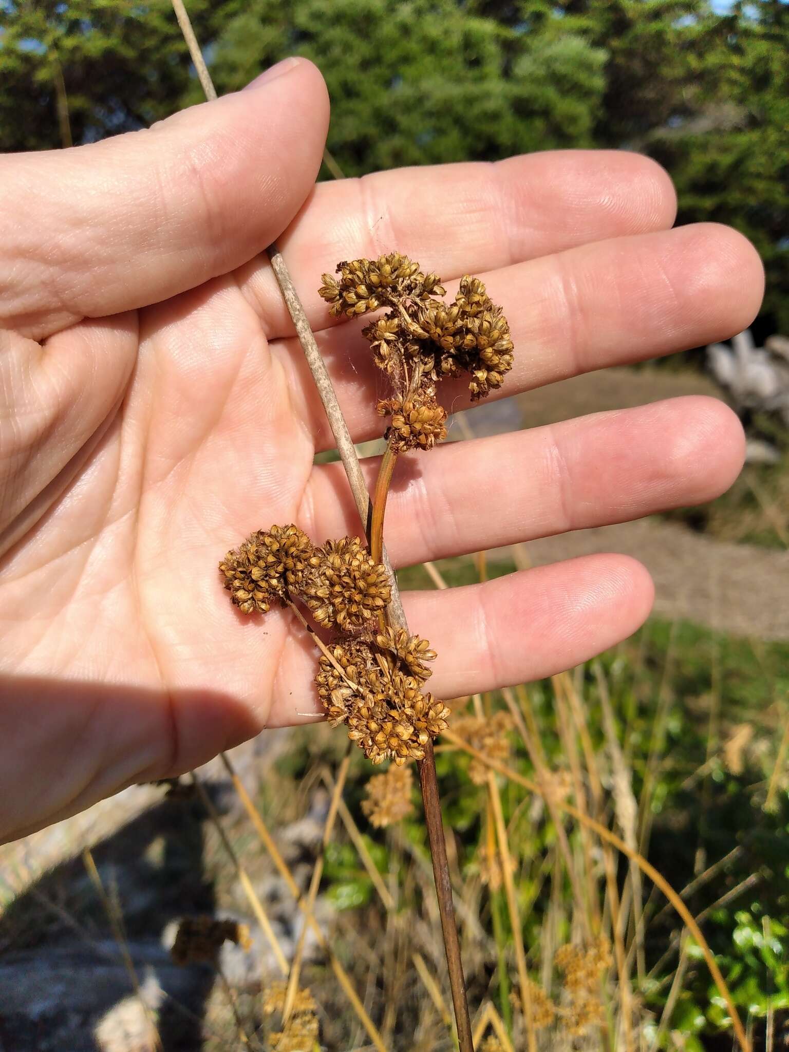 Image of Juncus australis J. D. Hook.