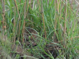 Image of Chersomanes albofasciata alticola Roberts 1932