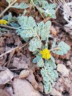 Plancia ëd Aulospermum longipes (S. Wats.) Coult. & Rose