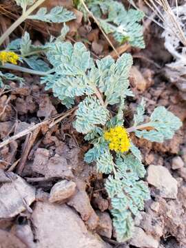 Image of longstalk springparsley