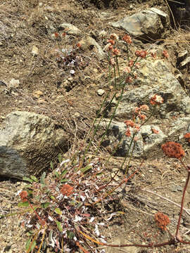 Image of seaside buckwheat