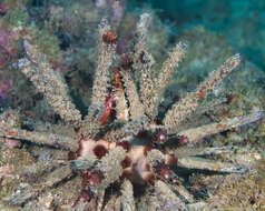 Image of blade-tipped tiara-urchin