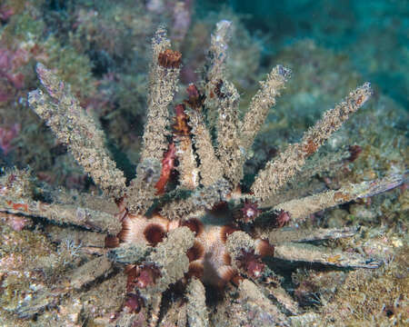 Image of blade-tipped tiara-urchin