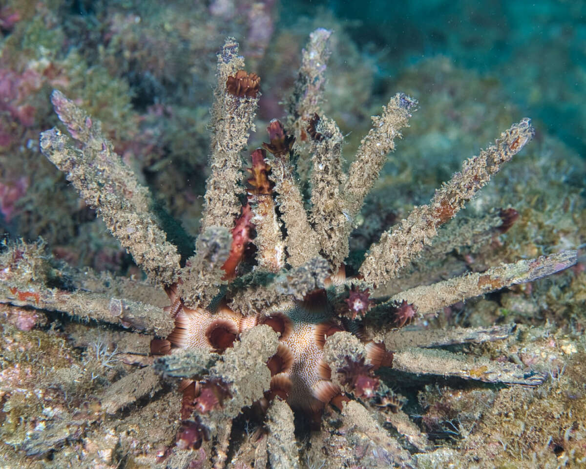 Image of blade-tipped tiara-urchin