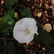 Image de Convolvulus betonicifolius Miller