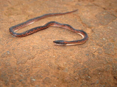 Image of Jensen's Ground Snake