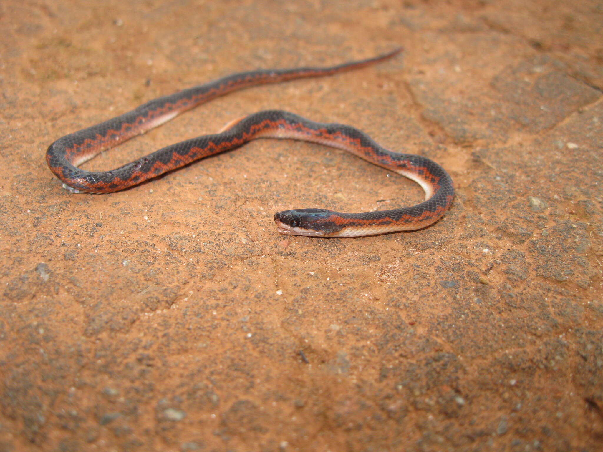 Plancia ëd Xenopholis undulatus (Jensen 1900)