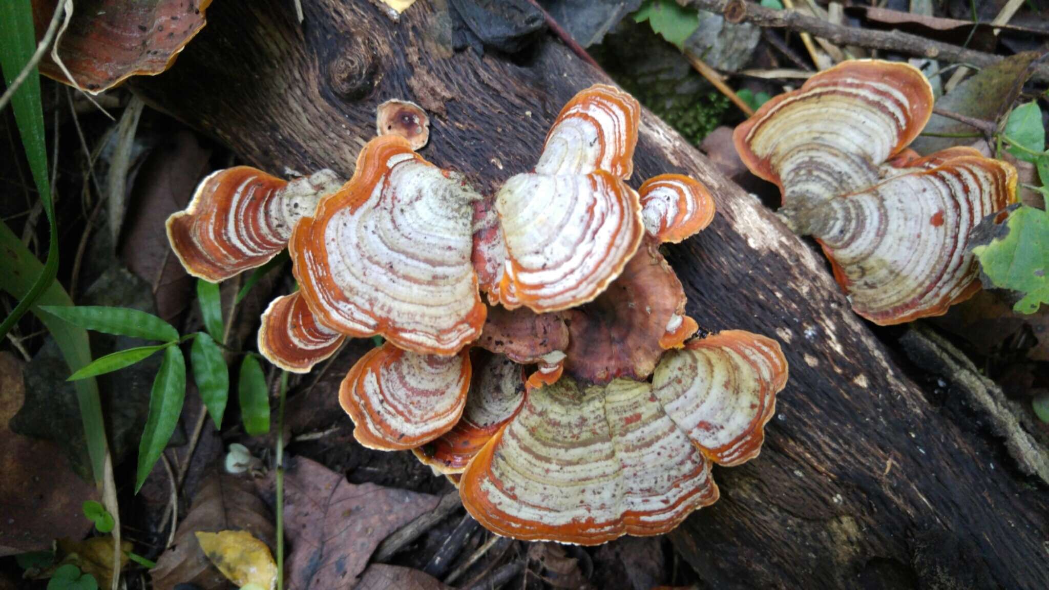 Image of Stereum ostrea (Blume & T. Nees) Fr.