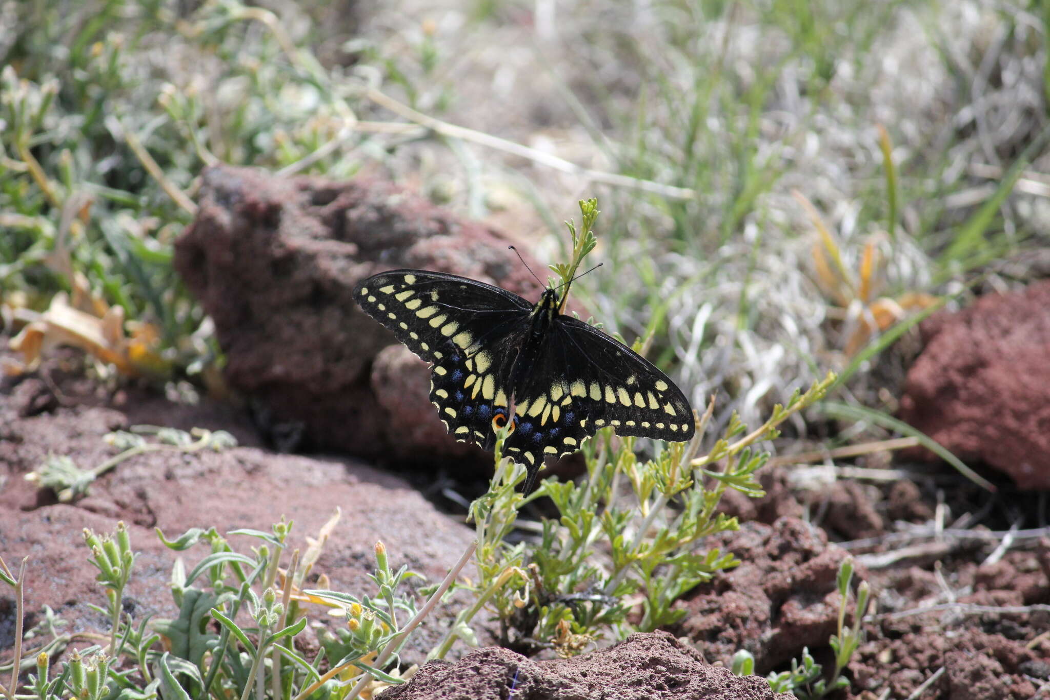 Imagem de <i>Papilio machaon bairdii</i>