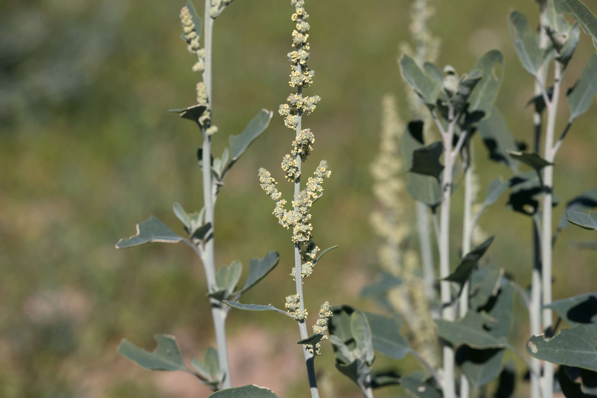 Image of Golden Goosefoot