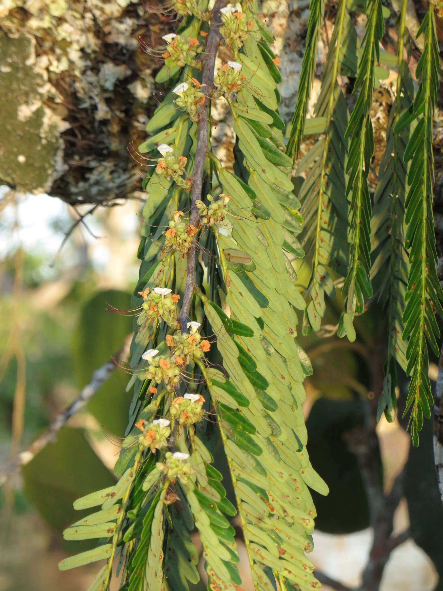 Image of Macrolobium acaciifolium (Benth.) Benth.