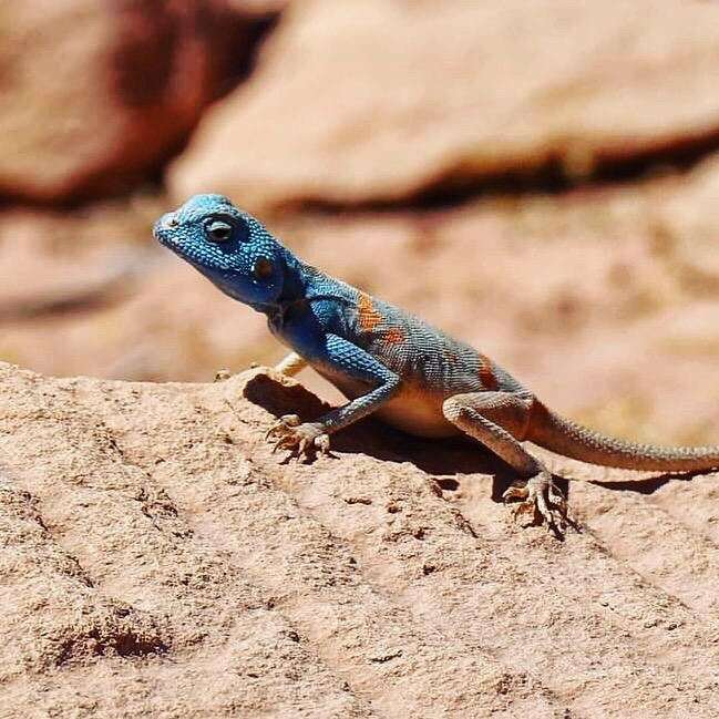 Image of Pseudotrapelus aqabensis Melnikov, Nazarov, Ananjeva & Disi 2012