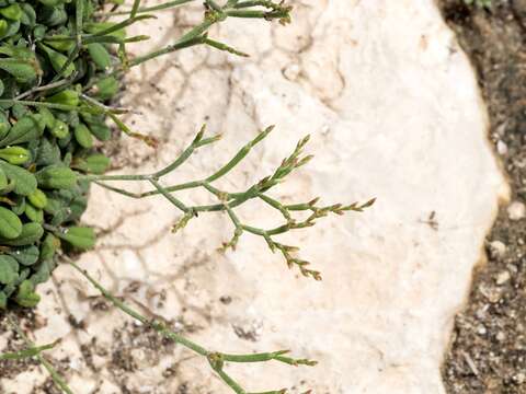 Image of Limonium minutum (L.) Chaz.