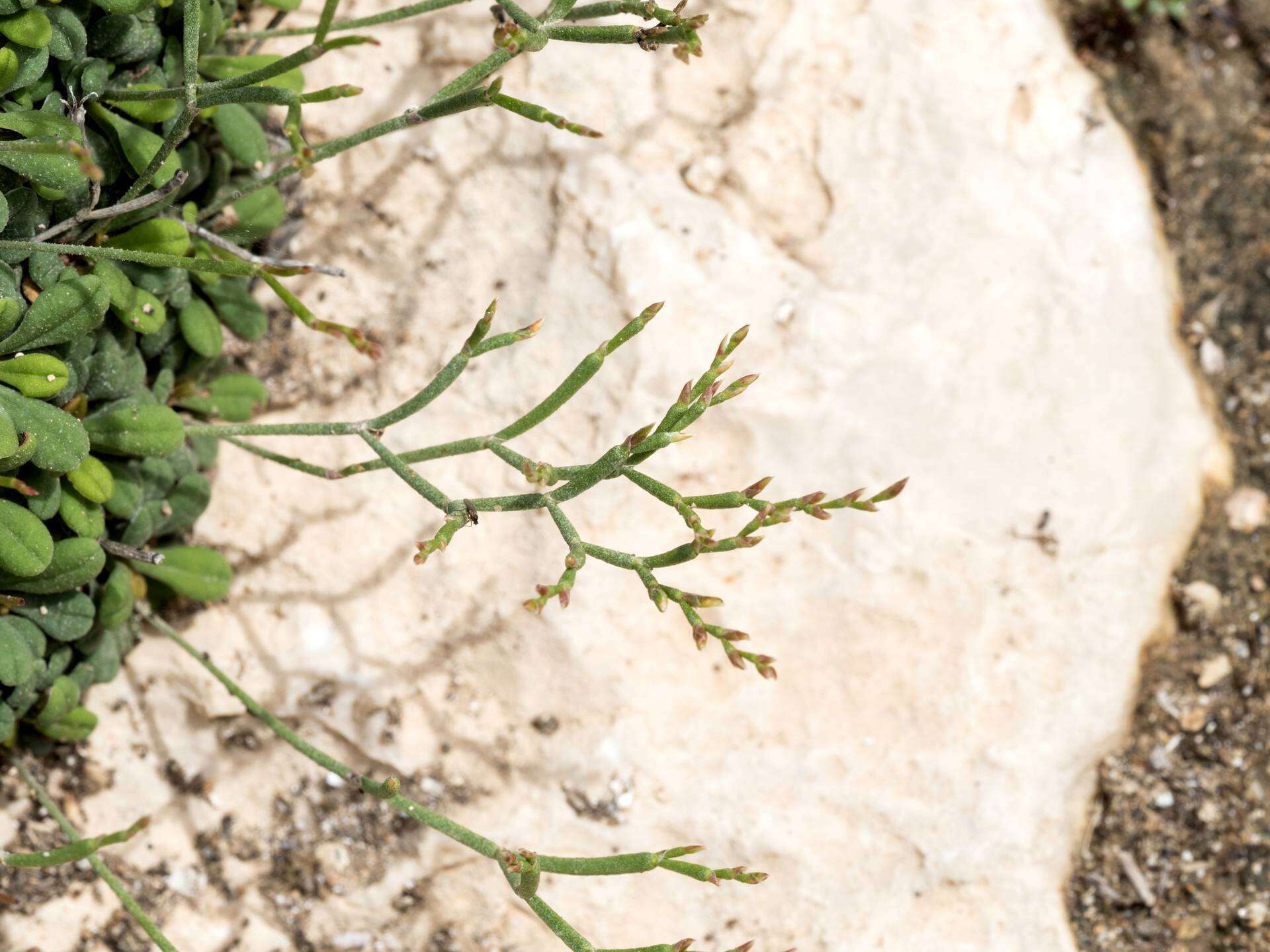 Image of Limonium minutum (L.) Chaz.