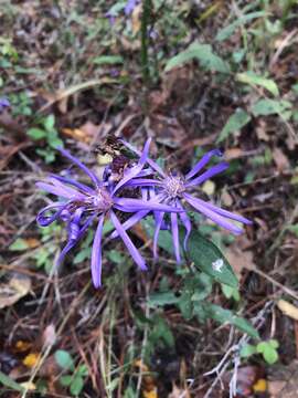 Image de Symphyotrichum georgianum (Alexander) G. L. Nesom