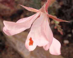 Image of Pelargonium carneum Jacq.