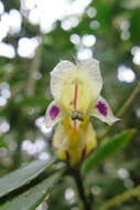 Image of Columnea picta H. Karst.