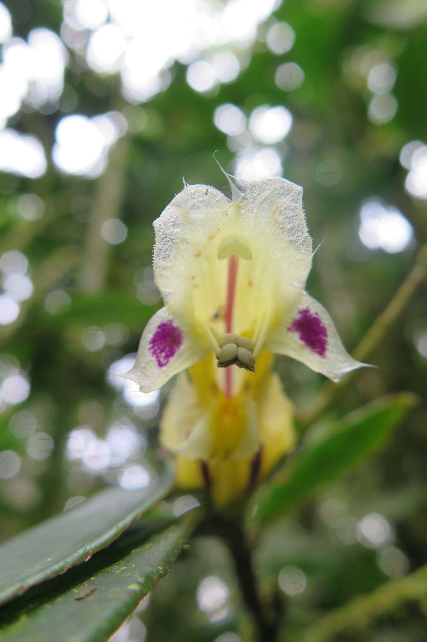 Image of Columnea picta H. Karst.