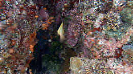 Image of Black-belt hogfish