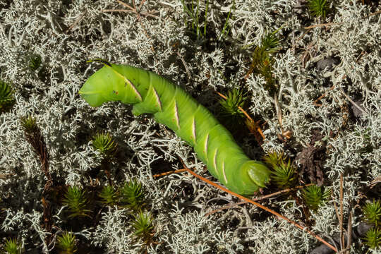 Sphinx luscitiosa Clemens 1859的圖片