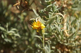 Image of Hertia maroccana (Batt.) Maire