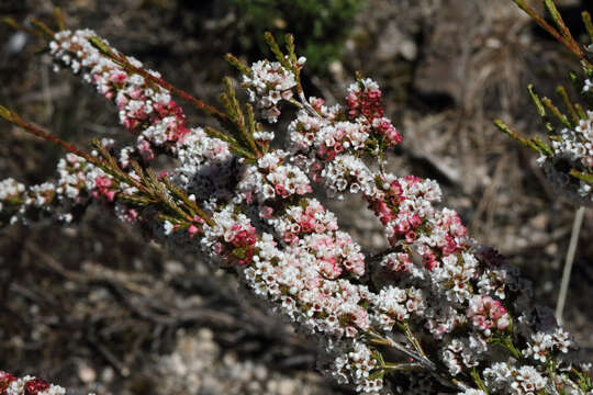 Image of Micromyrtus sessilis J. W. Green