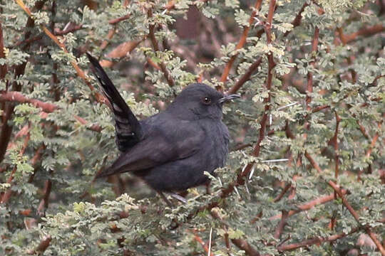 Image of Black Bush Robin