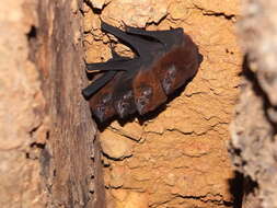Image of Chestnut Sac-winged Bat