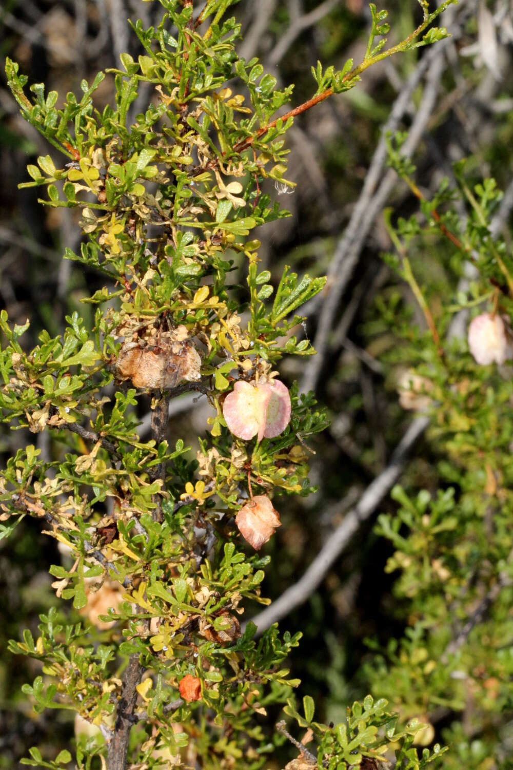 Image of Dodonaea microzyga F. Müll.