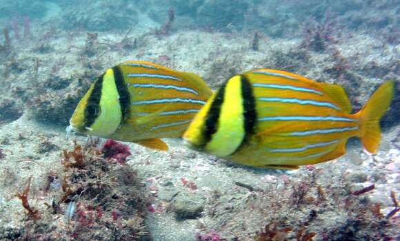 Image of Panama porkfish