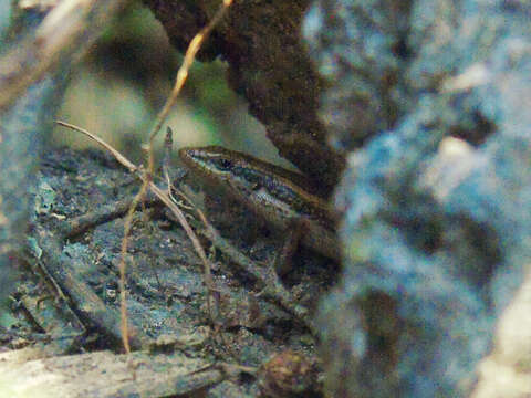 Image of Trachylepis tessellata (Anderson 1895)