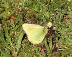 Image of Mead's Sulphur