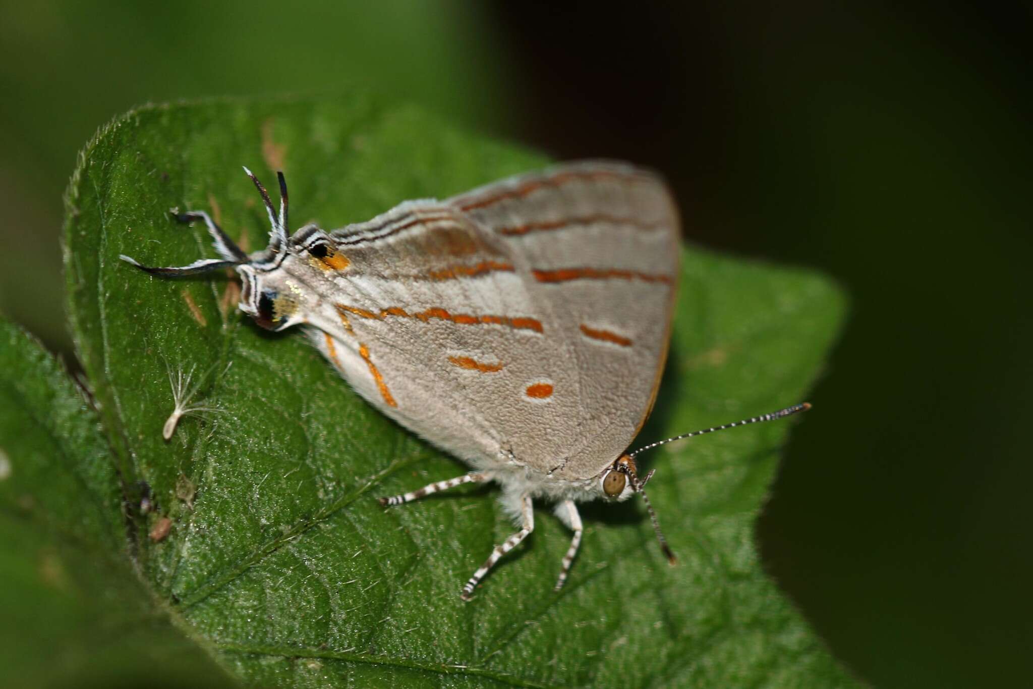 Слика од Hypolycaena pachalica Butler 1888