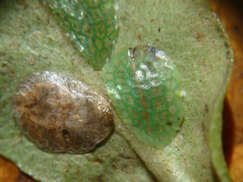 Image de Ctenochiton