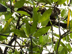 Image of mangrove