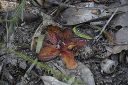 Image of Drosera rosulata Lehm.