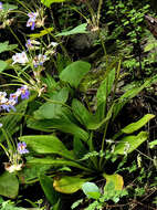 Image of Primulina eburnea (Hance) Yin Z. Wang