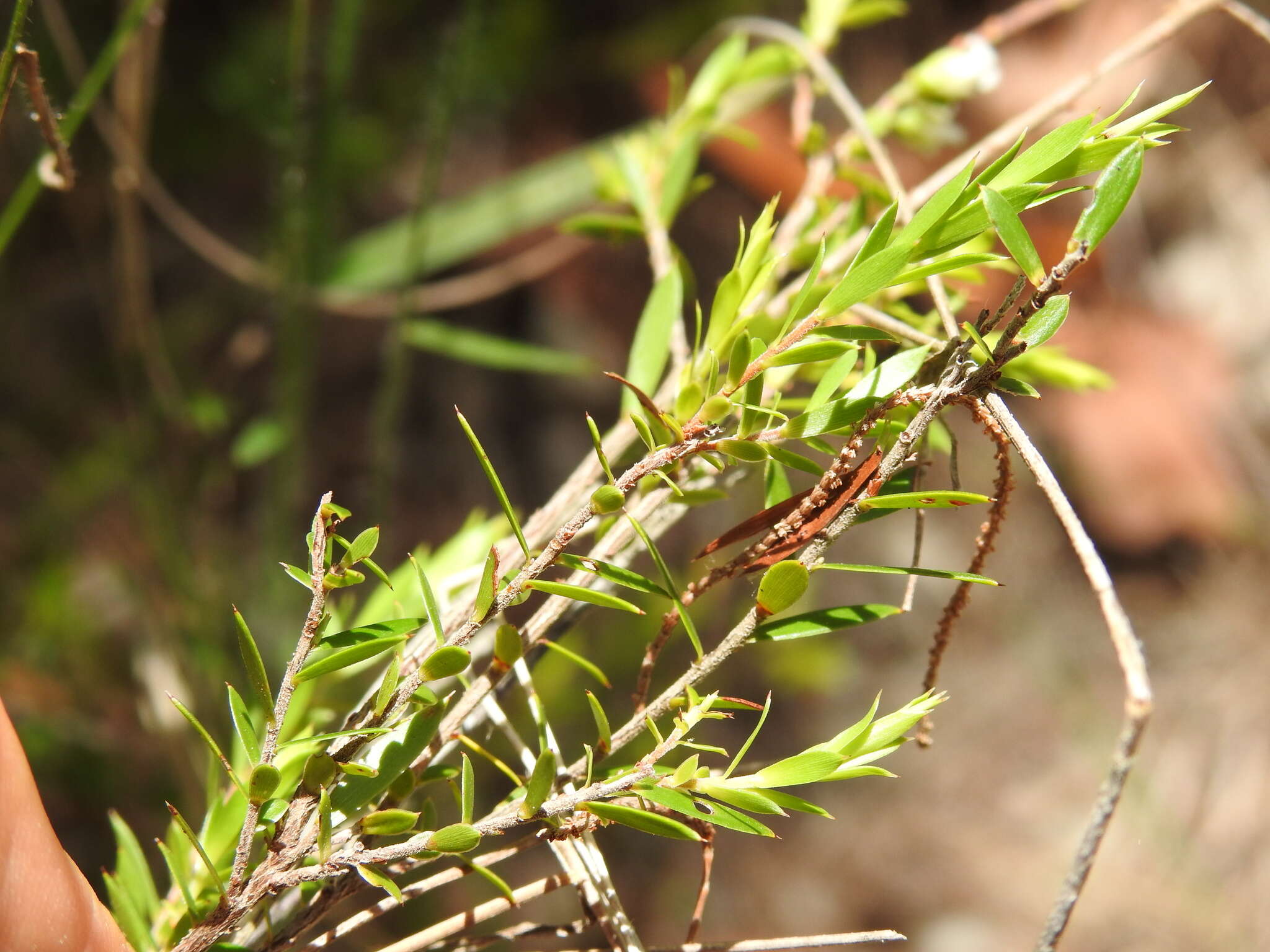 Image of Leucopogon leptospermoides R. Br.