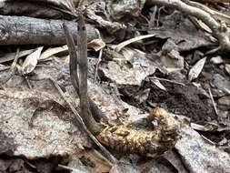 Image of Ophiocordyceps ravenelii (Berk. & M. A. Curtis) G. H. Sung, J. M. Sung, Hywel-Jones & Spatafora 2007