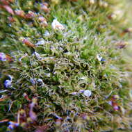 Image of toothedleaf nitrogen moss