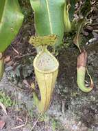 Image of Nepenthes chaniana C. Clarke, Chi. C. Lee & S. McPherson