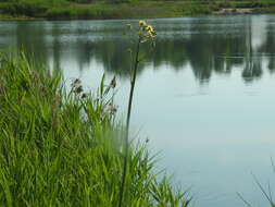 Image of marsh sow-thistle