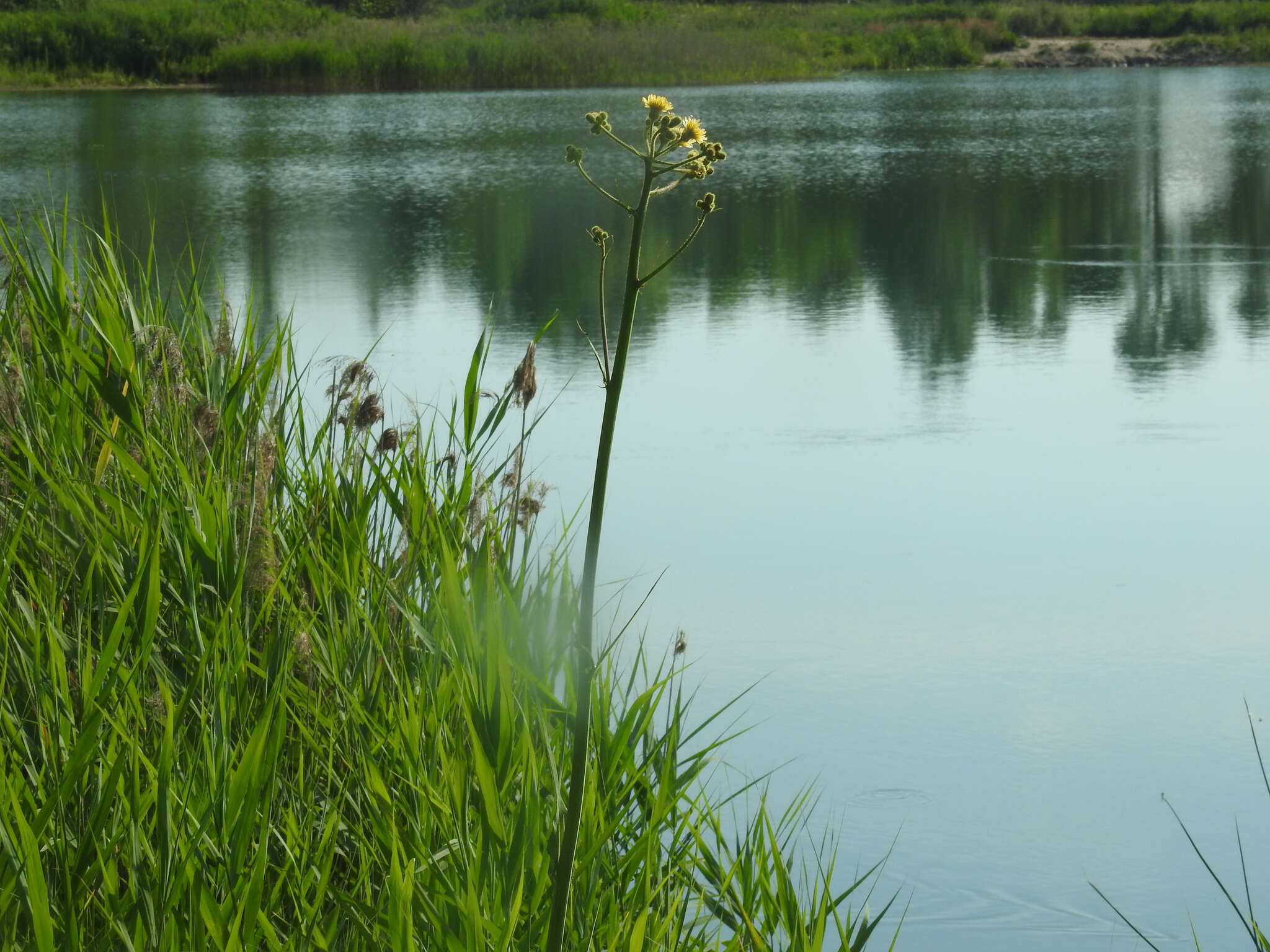 Image of marsh sow-thistle