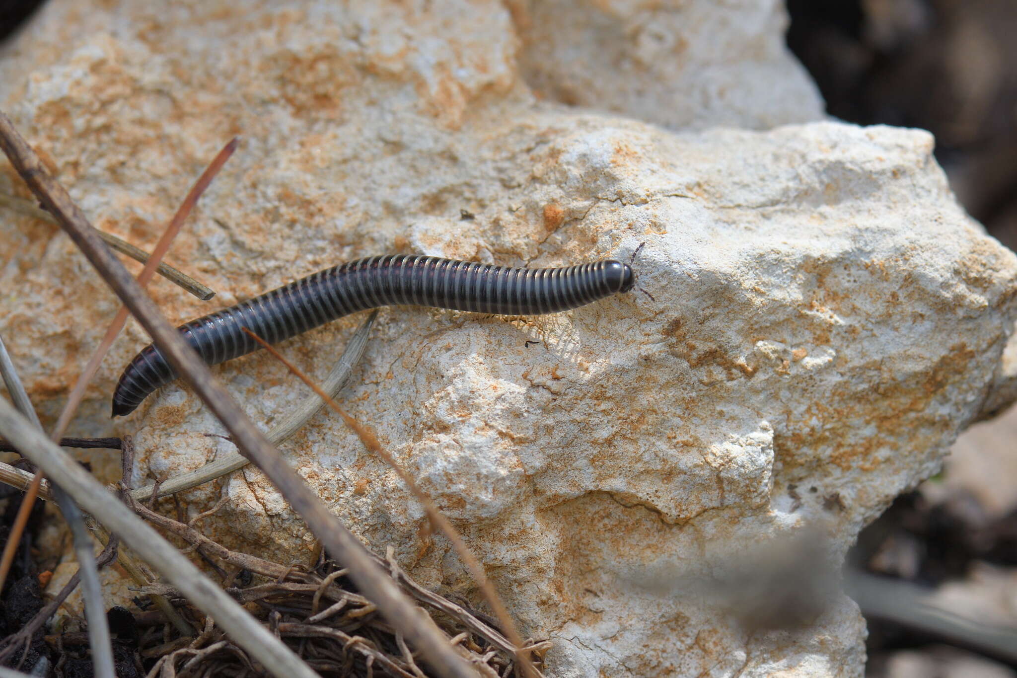 Imagem de Ommatoiulus sabulosus aimatopodus