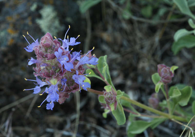 Plancia ëd Salvia dorrii var. incana (Benth.) Strachan